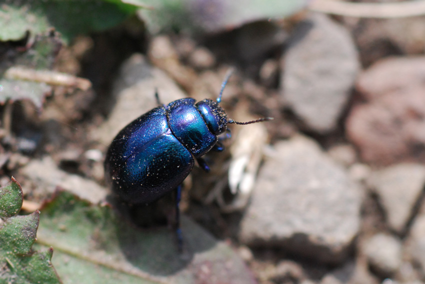 chrysomelide tutto blu,chi ? Chrysolina cerealis mixta